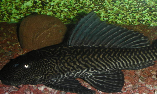 清道夫鱼能吃,清道夫鱼为什么不能吃清道夫图6