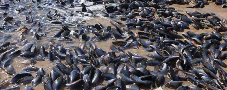 清道夫鱼为什么不能吃清道夫