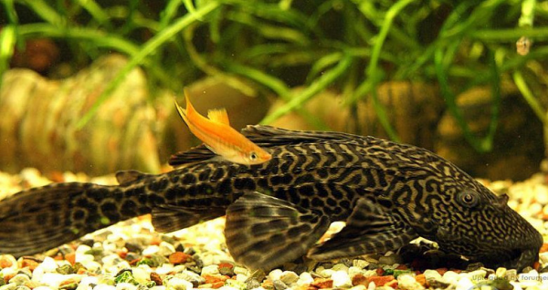 清道夫鱼能吃,清道夫鱼为什么不能吃清道夫图3