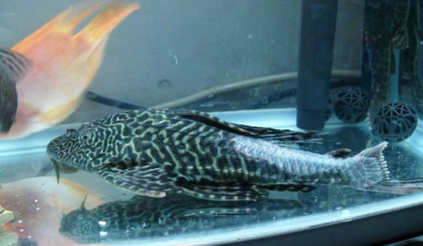 清道夫鱼能吃,清道夫鱼为什么不能吃清道夫图5