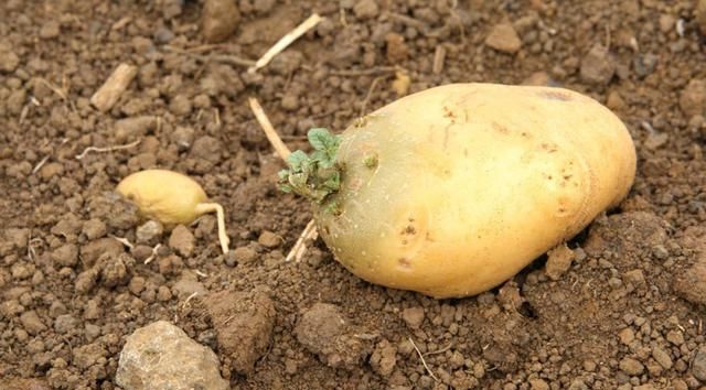 土豆的检验方法是什么,土豆的检验方法是什么?图4