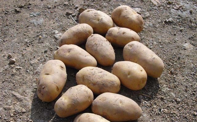 土豆的检验方法是什么,土豆的检验方法是什么?图5