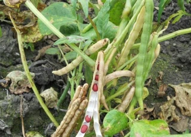 入伏吃什么去湿气,炎热的夏天,你喜欢哪些既好吃又能去湿气的美食呢?图3