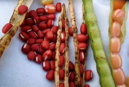 入伏吃什么去湿气,炎热的夏天,你喜欢哪些既好吃又能去湿气的美食呢?图4