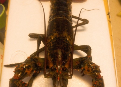 大龙虾怎么做,大龙虾怎样做好吃图2