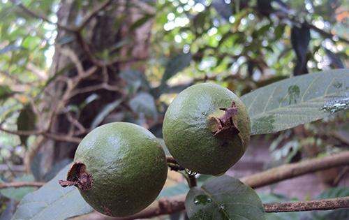 番石榴烂了点可以吃,番石榴有斑点可以吃吗图1