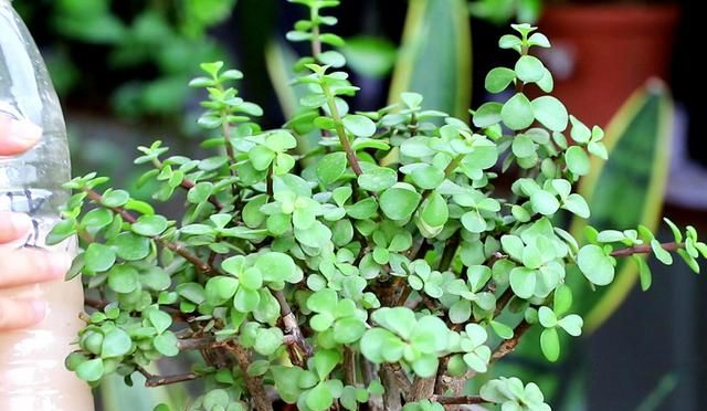 金枝玉叶花的养殖方法和注意事项，金枝玉叶养殖方法与注意事项？图5