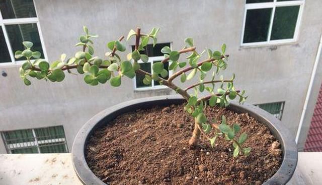 金枝玉叶花的养殖方法和注意事项，金枝玉叶养殖方法与注意事项？图8