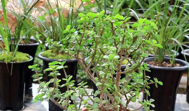 金枝玉叶花的养殖方法和注意事项，金枝玉叶养殖方法与注意事项？图7