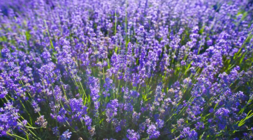 什么颜色相加等于紫色,什么色加什么色会变紫色的比例图4