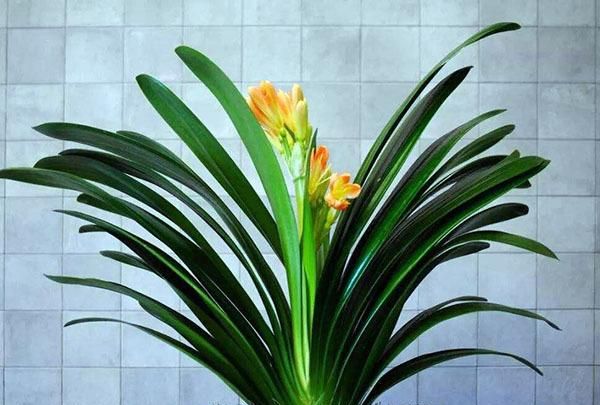 再穷也要养三种花