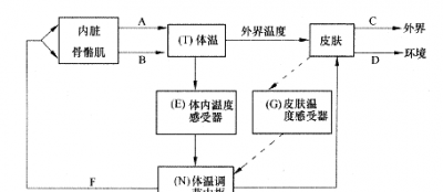 人体散热的方式有哪四种,人体有哪些散热途径