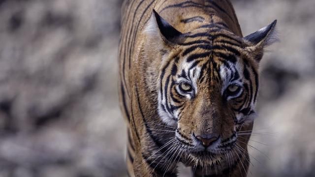 虎沉木手珠怎么辨别真假香气