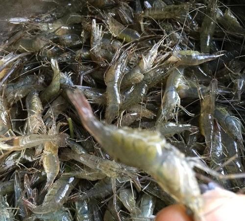 麻虾和小龙虾是同一种虾吗?