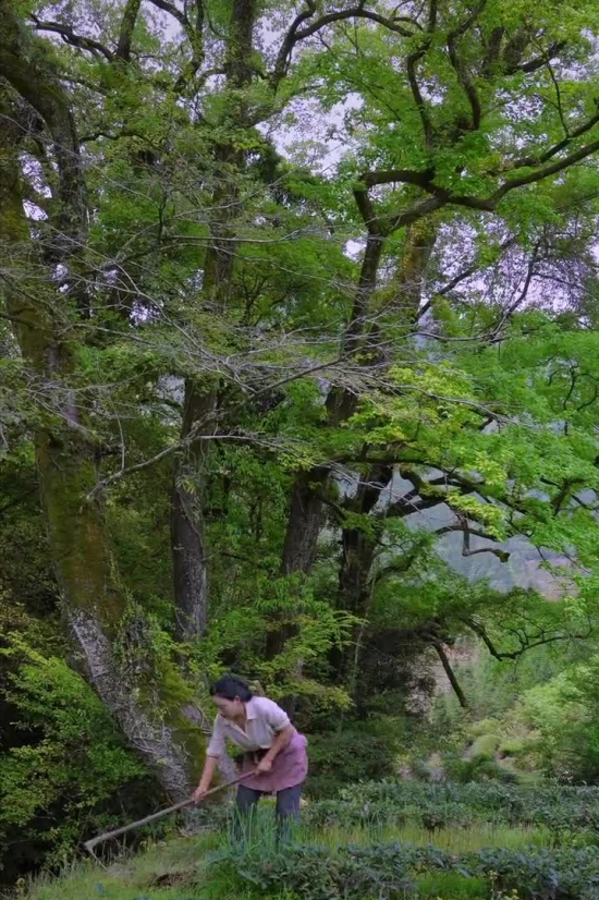 乡愁沈丹：从离异负债到带全村人致富，单亲妈妈如何完成蜕变？