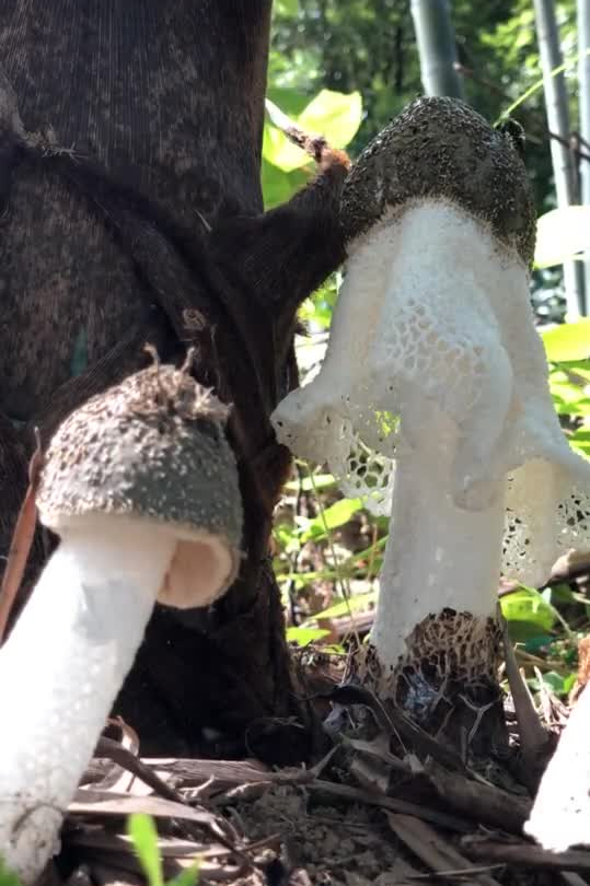 乡愁沈丹：从离异负债到带全村人致富，单亲妈妈如何完成蜕变？