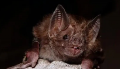 中国的蝙蝠吸血,蝙蝠吸血吗?