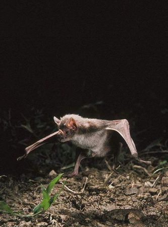 中国的蝙蝠吸血,蝙蝠吸血吗?