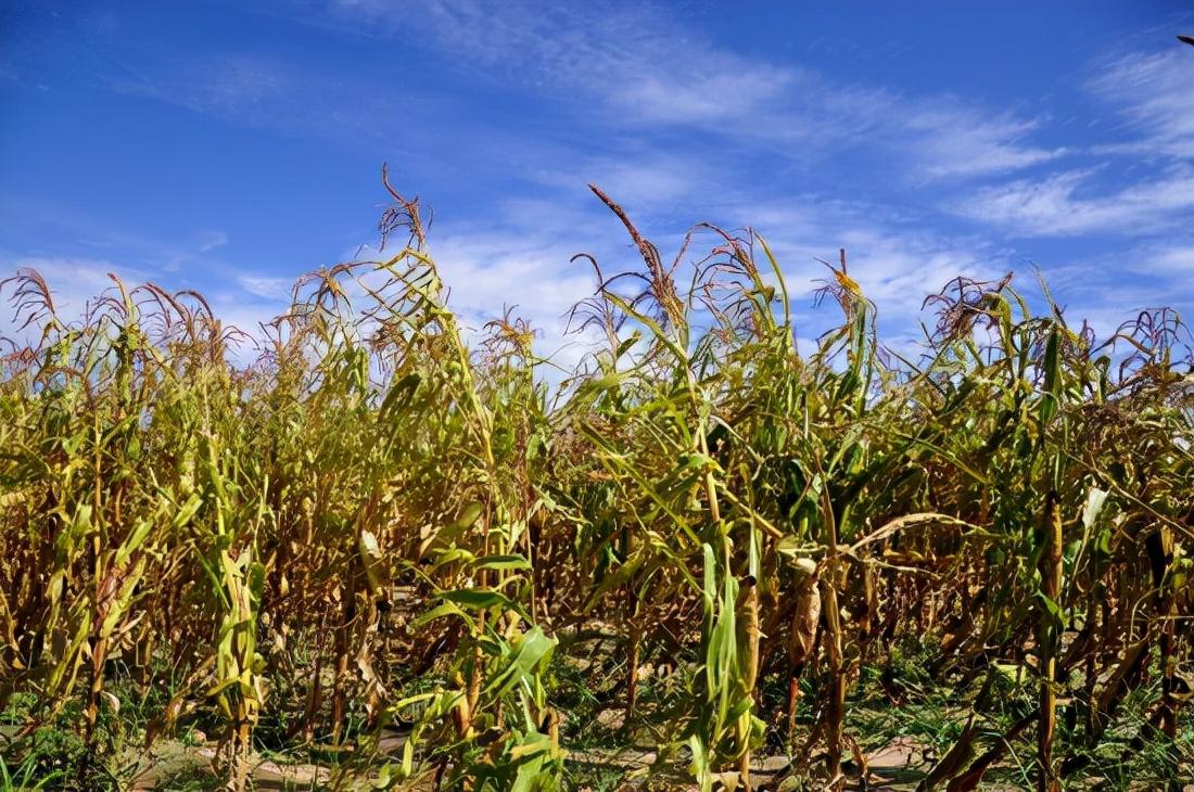 杨万里简介及代表作（杨万里，一个特立独行的，勤奋、高产的爱国诗人）