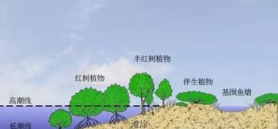红树植物对高盐的潮间带环境具有特殊的什么,红树植物对高盐有什么反应