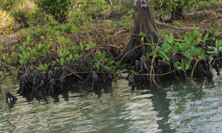 红树植物对高盐的潮间带环境具有特殊的什么: