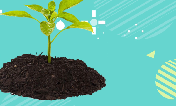 牡丹植物记录卡怎么写,关于我的植物朋友的记录卡怎么做图4