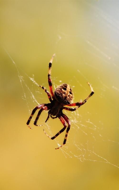 蜘蛛虫是昆虫吗