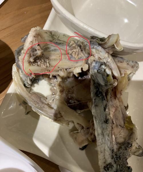 鱼头上有两个白色石头一样的东西是什么