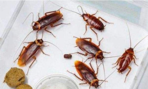 最有效灭蟑螂的方法,家庭消灭蟑螂的6种简单可行的方法?图7