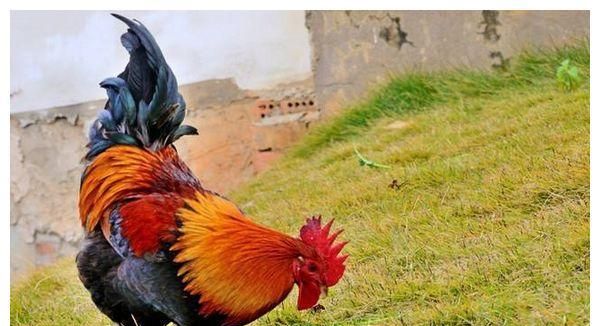 鸡飞蛋打的意思