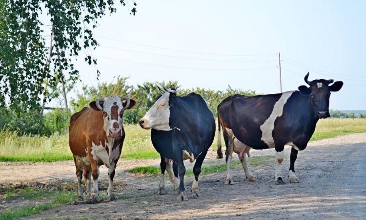 三个水、三个马、三个虫,三个手、三个牛,三个大,分别读什么