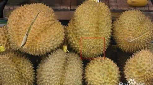 买的榴莲没开口,放了几天自己裂开了,不过还是没熟,咋办