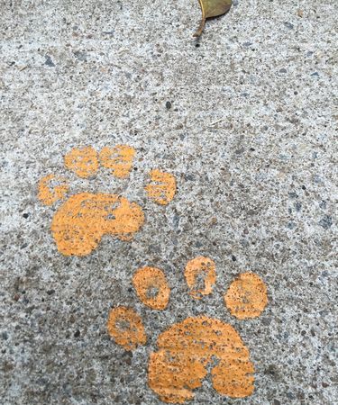 动物的爪子是什么形状