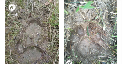 老虎的脚印像什么形状,老虎爪子像什么?