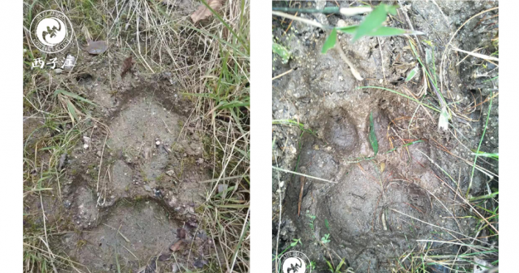 老虎爪子像什么