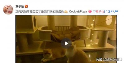 章子怡怀三胎真的吗 章子怡疑似否认怀孕