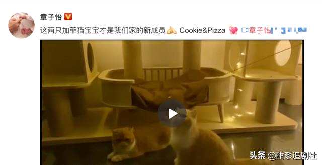 章子怡怀三胎真的吗 章子怡疑似否认怀孕