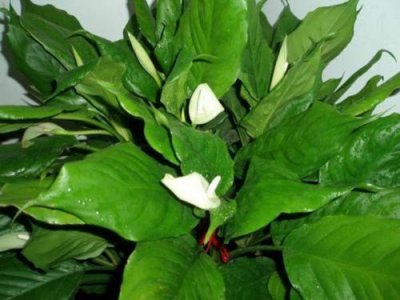 ​万年青开花预兆什么(万年青开花了象征什么)