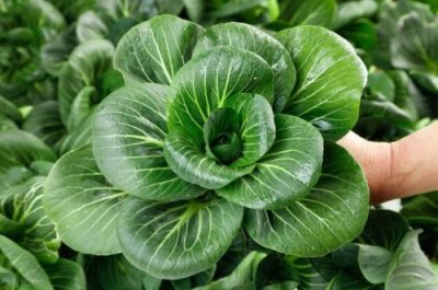 ​青蒜是什么菜？青蒜是什么季节的菜