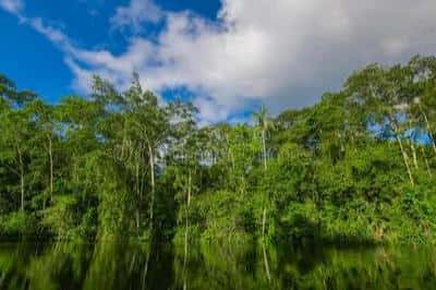 亚马逊雨林的恐怖之处(亚马逊丛林有多恐怖)