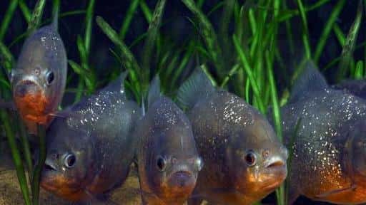 亚马逊雨林的恐怖之处(亚马逊丛林有多恐怖)