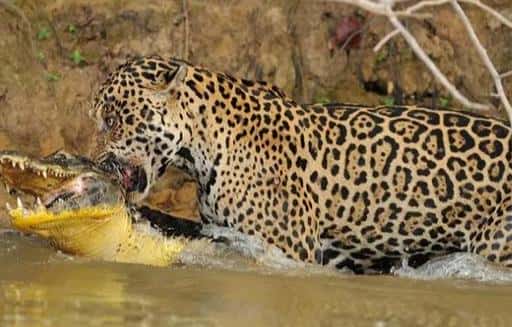 亚马逊雨林的恐怖之处(亚马逊丛林有多恐怖)