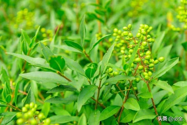 10种绿化植物(常见的绿化植物品种大全)