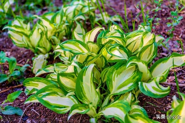 10种绿化植物(常见的绿化植物品种大全)