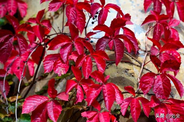 10种绿化植物(常见的绿化植物品种大全)