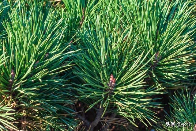 10种绿化植物(常见的绿化植物品种大全)