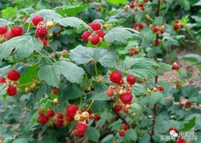 黑树莓怎么做果酒好喝?黑树莓怎么做果酒的