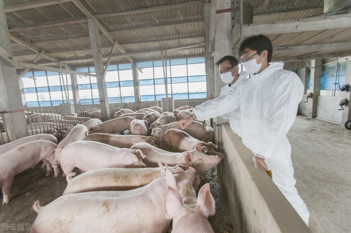 养猪场为什么不好招人(养猪场为什么难招人)