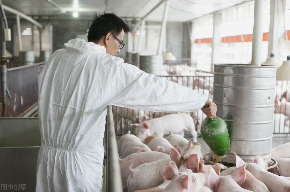 养猪场为什么不好招人(养猪场为什么难招人)