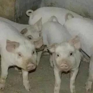 养猪场为什么不好招人(养猪场为什么难招人)